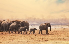 Image: In a new book, Dale Peterson, a lecturer in English, chronicles his adventures with conservationist and wildlife photographer Karl Ammann to raise awareness of the continent’s vanishing animal populations.
